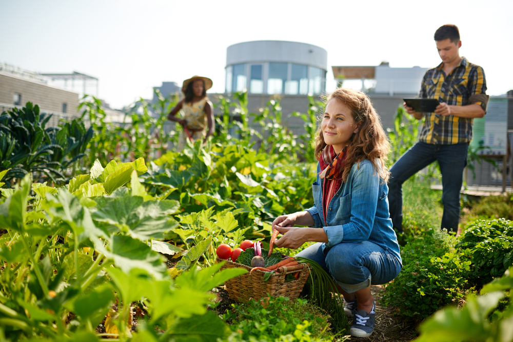 students working in community garden at college or university to promote a sustainable campus